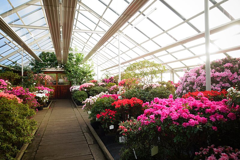 A collection of azaleas blooms in the Botanical Garden of the University of Latvia