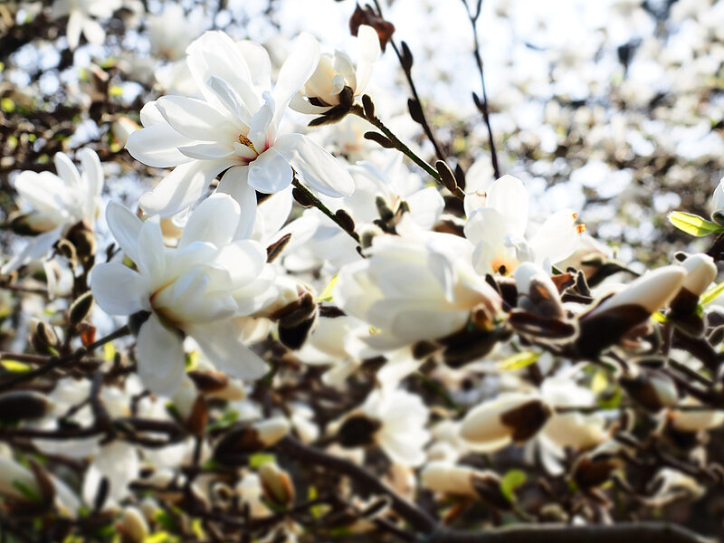 Magnolias are in bloom